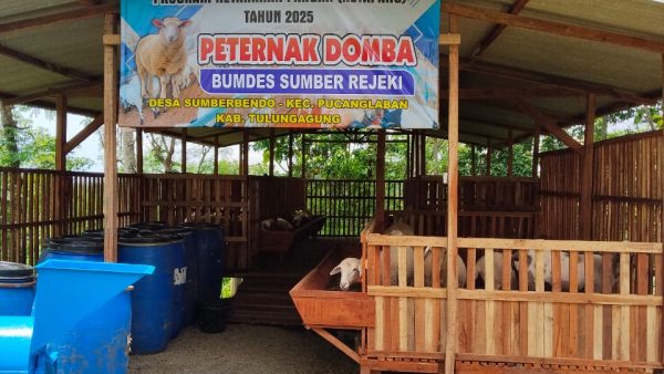 PROGRAM KETAHANAN PANGAN (KETAPANG) TAHUN 2025 PETERNAK DOMBA BUMDES SUMBER REJEKI